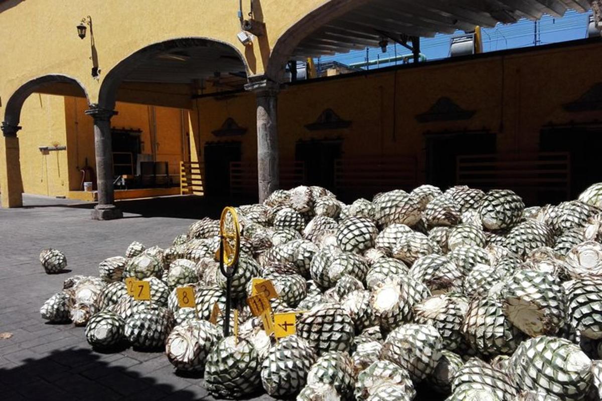 Agave Pineapples in the ovens at Jose Cuervo Distillery