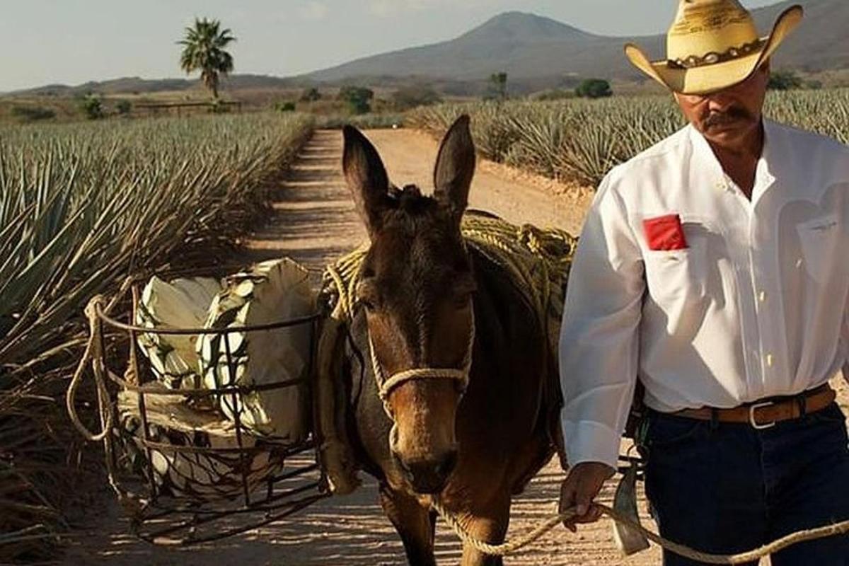 Jimador in the Agave Fields Jose Cuervo Tequila